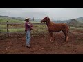 Trabalhando com o cavalo Alazão 🐎🤠