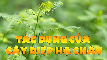 ĐIỆN BIÊN - Tác dụng của cây diệp hạ châu | Vị thuốc quanh ta