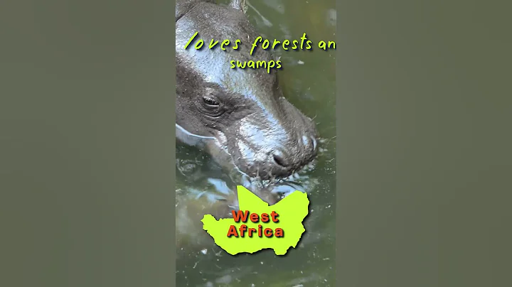 🦛 Meet the adorable Pygmy Hippo: Africa’s Tiny Treasure!