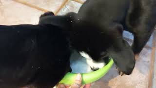 Recovering parvo puppies see snow for the first time! ❄️⛄🐕 by AZDesertRain 97 views 1 year ago 2 minutes, 46 seconds