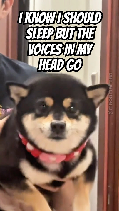 I know I should sleep but the VOICES IN MY HEAD GO #cutenessoverload