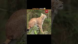 आग लगाने वाले पक्षी? 😱 Shocking Animal Secrets! #facts #animals #firehawk #shorts #viralshorts #yt