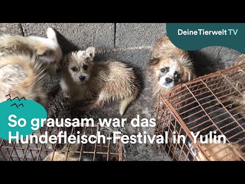 Video: China Verbietet Verkauf Von Hundefleisch Beim Umstrittenen Yulin-Festival