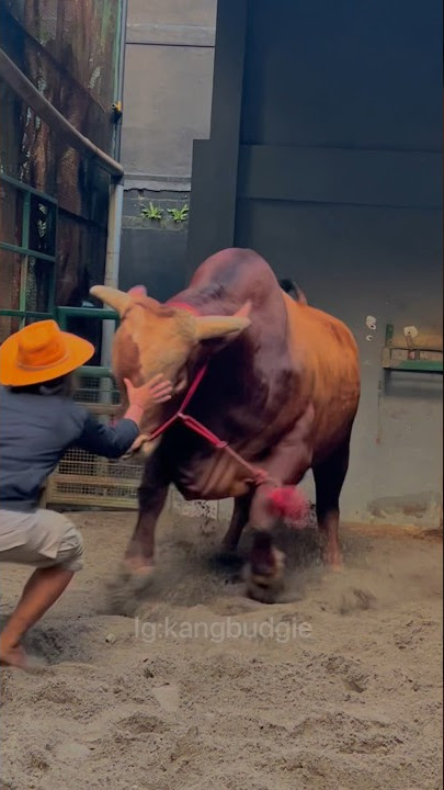REDBULL 😃 #irfanhakim #dehakimschannel #wariso #sapi #sapijumbo #viral
