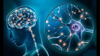 The Hidden System That Protects The Brain, Strengthens Immunity, And Keeps Us Balanced!