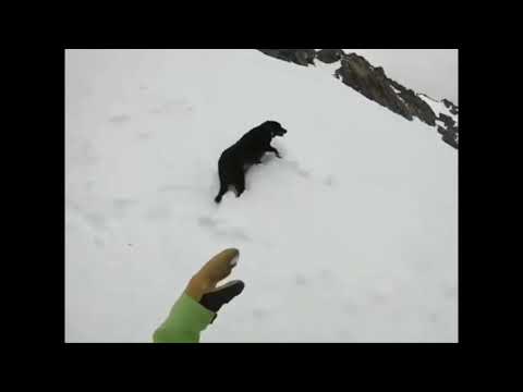 Dog goes snowboarding interstellar meme version