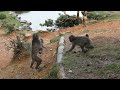 生まれて2ヶ月にも満たないかわいい赤ちゃん猿はまわりの猿からも大人気