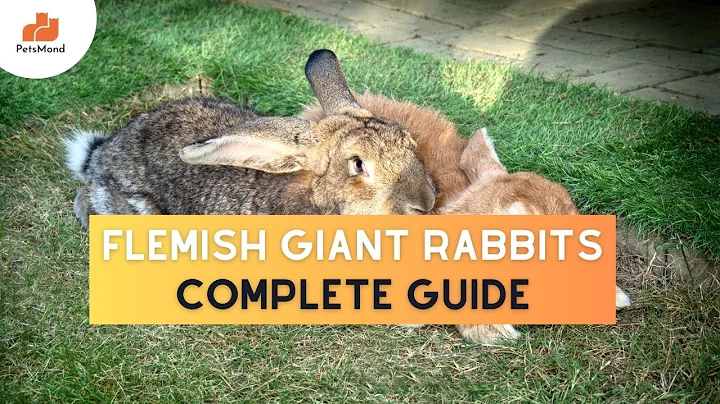 Flemish Giant Rabbits🐰(Breed Info, Personality, Care, Size, Cost) | Video Journey | Petsmond
