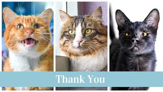 CCS Thank You by Cat Care Society 264 views 1 year ago 1 minute, 28 seconds