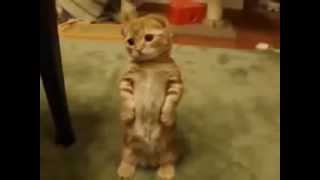 как научить котенка стоять. Котенок стоит на задних лапках и ждет, чтобы его похвалили. как научить котенка стоять. Котенок стоит на задних лапках и ждет, чтобы его похвалили.