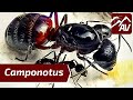 CAMPONOTUS ANTS: What to expect & How to care for your Pet Ant Colony