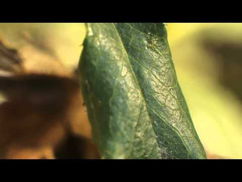 Macro test-YouTube sharing.mov