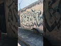 Alimenta a un perrito callejero cada que puedas 🫡🐶🐾💖 #reel #shorts #perrosdelacalle #youtube #perros