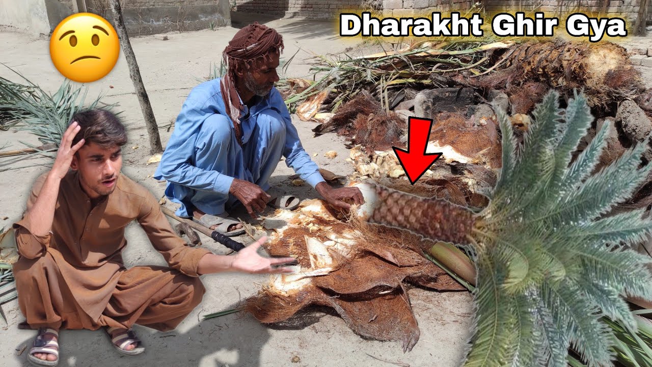 Pakistan Chachu R khajur ka Darakht Ghir Gya Khud He 😧 Chachu Nay Katai Krna Shuru Krdi 🥺 ...