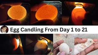 Egg Candling Using Mobile Phone \/\/ egg candling from day 1 to 21