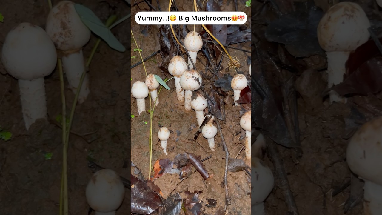 Jungle mushrooms 😍🍄 big and yummy 😋 