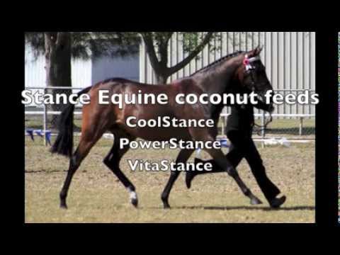 The Mare Willow from ugly duckling to Supreme Champion on Stance Coconut feeds