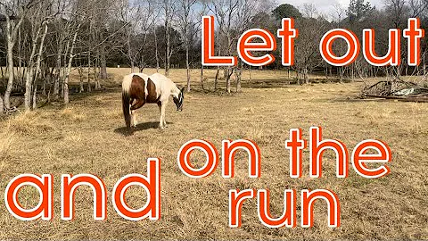 We Rehomed Our Horse...