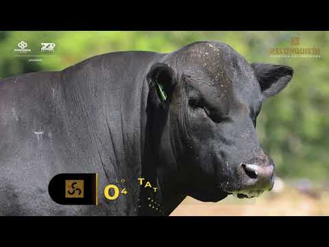 LOTE 04 - TAT 3267