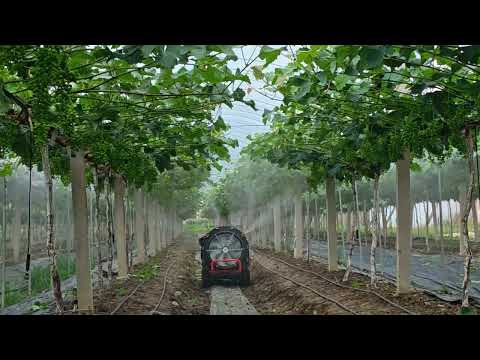 MERI Remote Control Vineyard Sprayer | Efficient Spraying Between Grape Rows