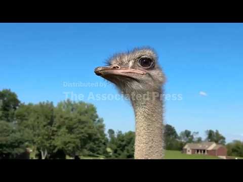 Kentucky farm rears ostriches as alternative meat for allergy sufferers