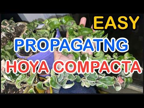 Propagating HOYA COMPACTA start to finish REAULTS carnosa hindu rope variegated how to propagate