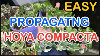 Propagating Hoya Compacta Start To Finish Reaults Carnosa Hindu Rope Variegated How To Propagate