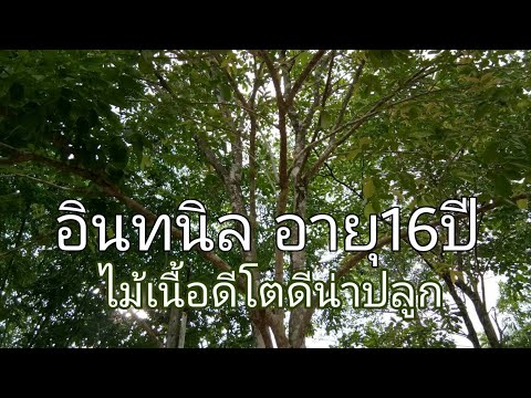 อินทนิล อายุ16ปีไม้เนื้อดีโตเร็วแค่ไหนมาชมกัน