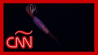 El Espectacular Avistamiento De Un Calamar Colosal