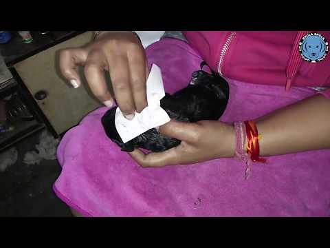 Pet-Care | HOW TO TAKE CARE OF A NEWBORN PUPPY | DOG | BholaShola | Breeder Harwinder Singh Grewal