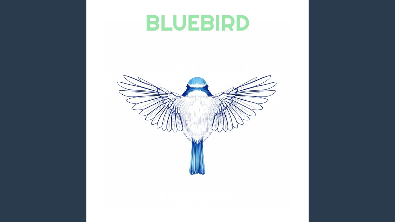 Watch Bluebird on YouTube Watch Bluebird on YouTube