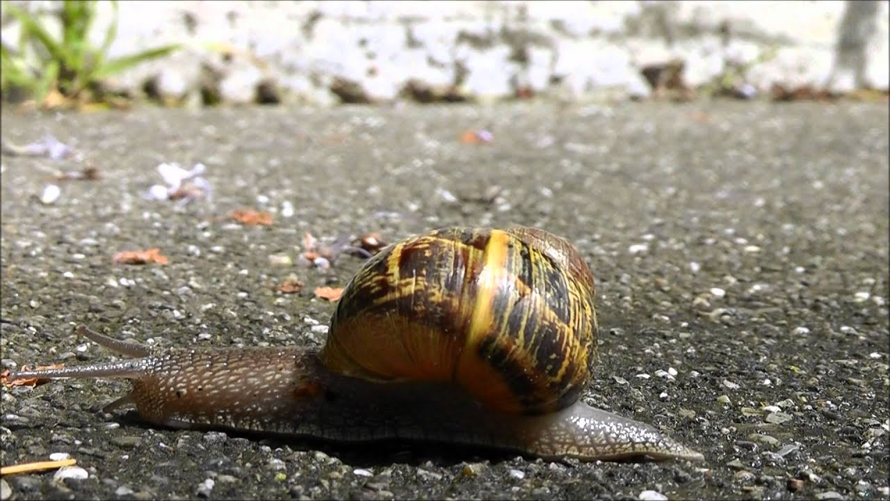 A Snail's Tale.