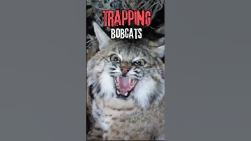 Catching Bobcats | Tips Tricks🌟
