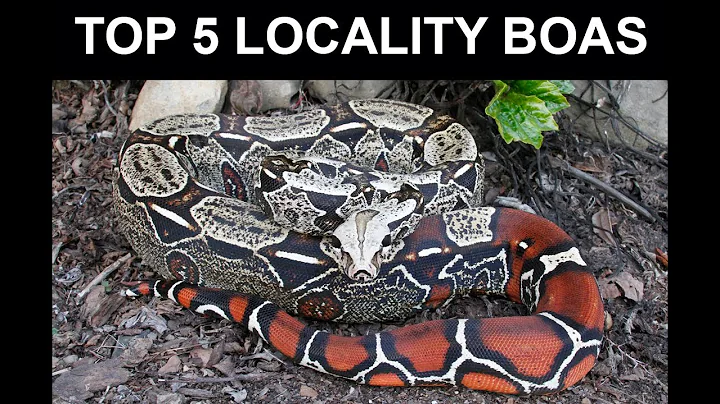 Top 5 Locality Boas