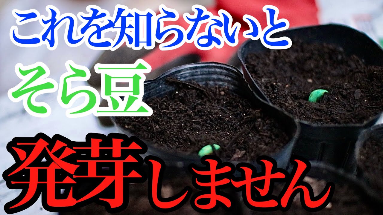 SORAまめページ Broad beans] If you don't know, they won't germinate! We'll teach