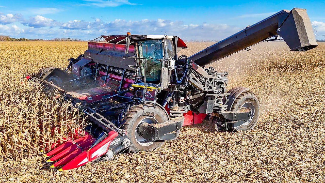 NEXAT Systemtraktor + 31 Reihen Maisvorsatz  bei der Maisernte 2025 | Corn harvest 2025 harvest 25