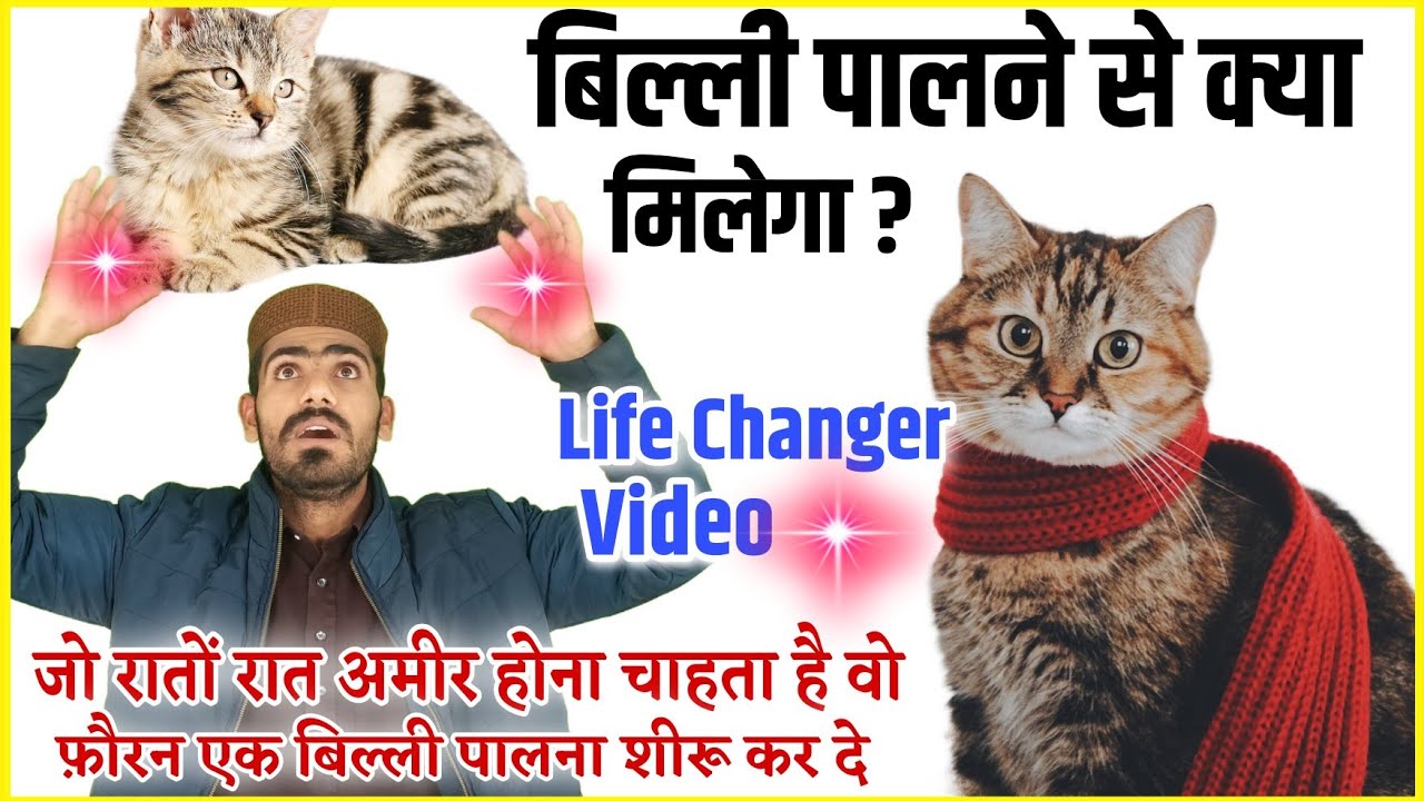 Billi (cat) Palne Se Kiya Kiya Milta ? Ghar Me Cat Rakhne Se Kiya Hota Hai ? || Advantage of Cat