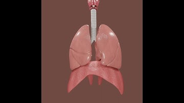 RESPIRATORY SYSTEM MODELED AND TEXTURED IN BLENDER  3.4