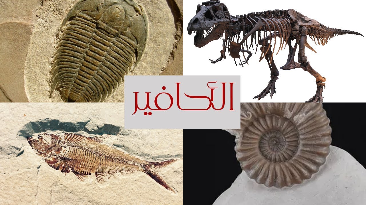 ما هي الأحافير وكيف تتكون، وكيفية عرضها بالمتاحف؟