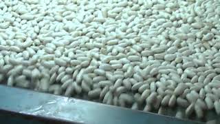 El Gobierno de la Provincia de Salta visitó la planta de porotos de COPROTAB
