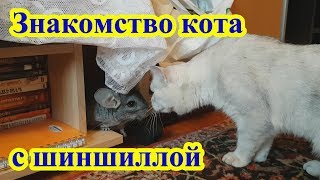 Знакомство кота Афанасия с шиншиллой Марсиком Знакомство кота Афанасия с шиншиллой Марсиком
