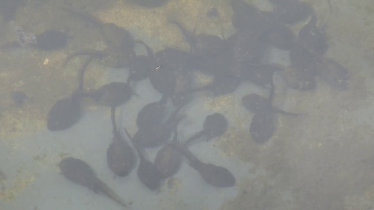 Tadpoles - Rana temporaria - Halakörtur - Erkifroskur - Froskar - Körtur - Vatnadýr