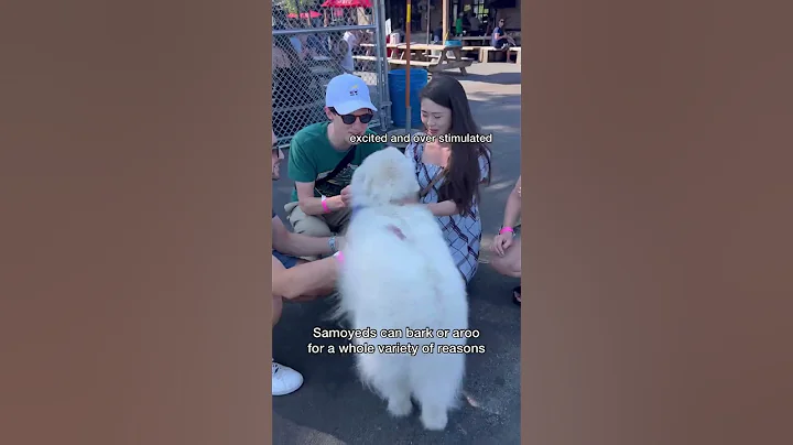 If you don’t like getting an opinion on everything, don’t get a Samoyed #dog #samoyed #shorts - DayDayNews