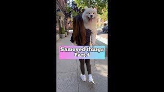 If you don’t like getting an opinion on everything, don’t get a Samoyed #dog #samoyed #shorts