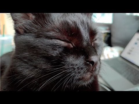 🐾Just Black CATS🐾 / 療癒黑貓日常