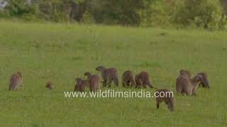 Adorable mongooses on the move: Wildlife adventure in Kenya