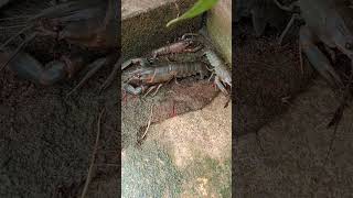 CRAYFISH Surviving Out of Water in a Tank Setup