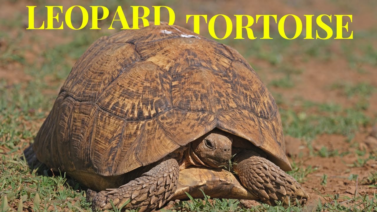 Leopard Tortoise: Fourth-largest Species of Tortoise in the World