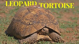 Leopard Tortoise: Fourth-largest Species of Tortoise in the World by Familiarity With Animals (FWA) 363 views 13 days ago 4 minutes, 2 seconds