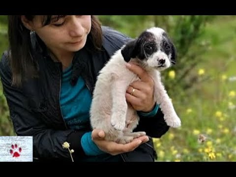 Rescue of Angel, the puppy who lost his entire family on the streets - Rescue of Angel, the puppy who lost his entire family on the streets